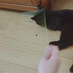 娱乐吃瓜酱猫咪视频大全,吃瓜酱视频大全欢乐盘点